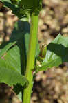 American burnweed